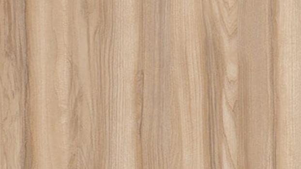 Desert Walnut